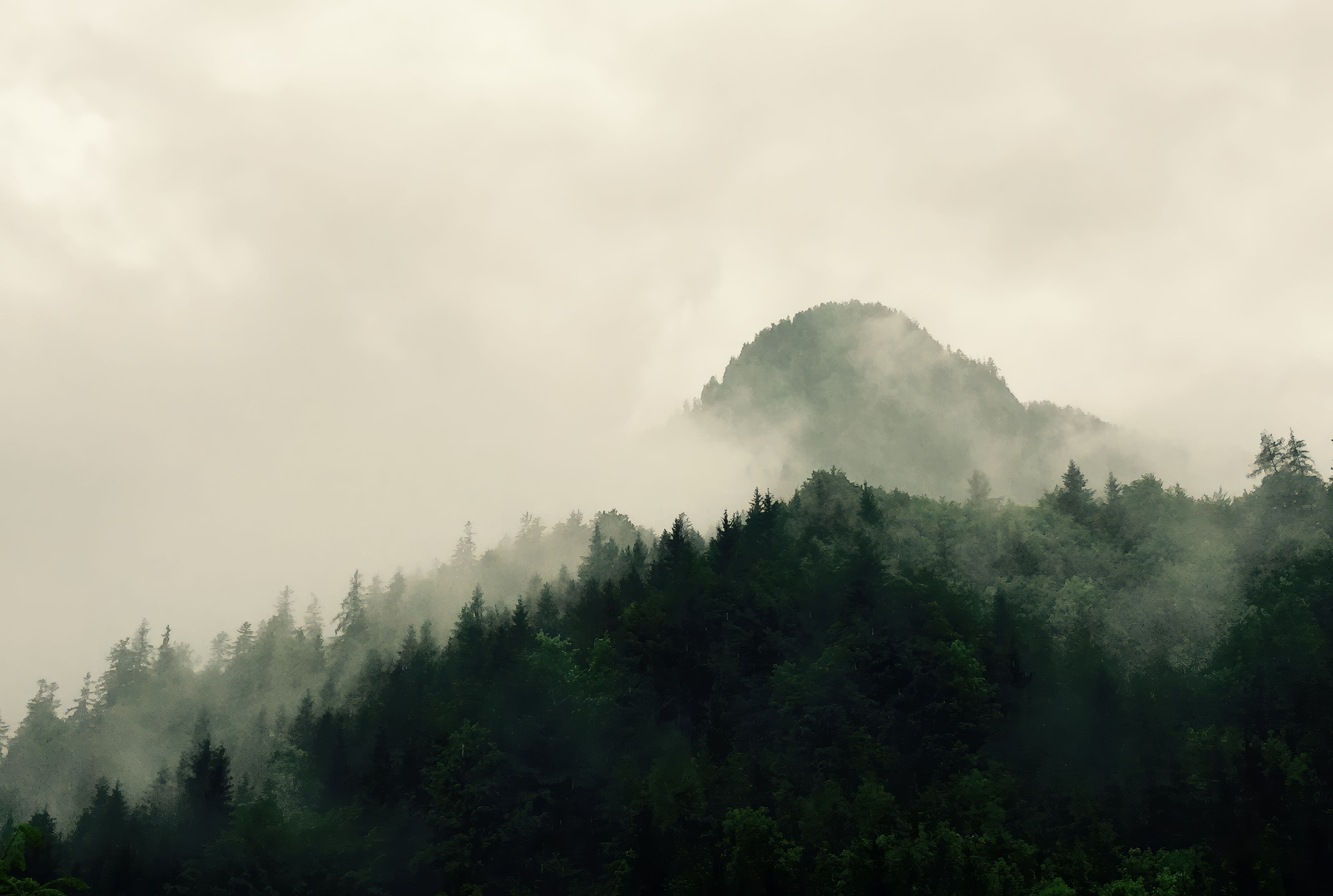 Mountain forest landscape